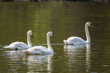 Graceful white Swans swimming in the lake, swans in the wild