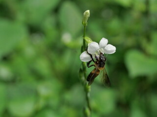 Giant honey bee seeking nectar on white Chinese violet or coromandel or creeping foxglove ( Asystasia gangetica ) blossom in field with natural green background