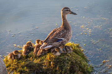 Adult duck with many ducklings sits on green shore of pond