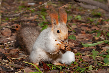 Squirrel eats walnut in the forest or park