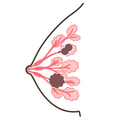 乳がんのイラスト