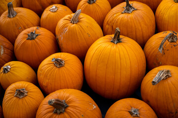 Orange Autumn Pumpkins