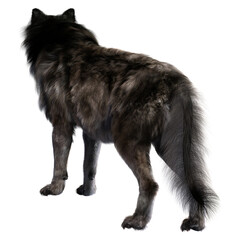 Dire wolf on isolated background, 3D illustration, 3D rendering