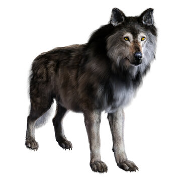 Dire wolf on isolated background, 3D illustration, 3D rendering © Author's Assembler