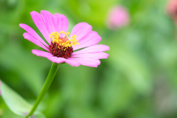 Obraz premium pink flower and fresh in the garden.Flower and copy space.