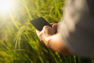 farmer using mobile checking report of ear rice  in farm with copy space.