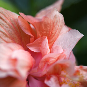 Vibrant Pink And Peach Hibiscus Petals
