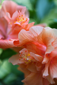 Two Ruffled Pink Hibiscus Flowers In A Summer Garden