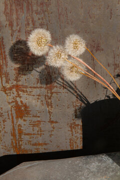  Dried flowers on an iron background