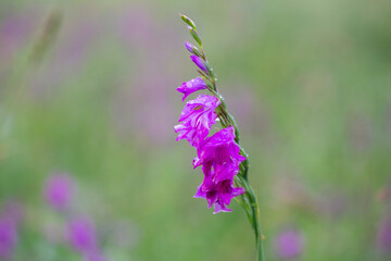 Wild Gladiolus imbricatus. Wild flower Marsh Gladiolus (Gladiolus imbricatus).