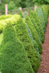 conical spruce grow against the background of coniferous plants. Landscape design. Picea glauca...
