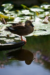 カルガモの水浴び