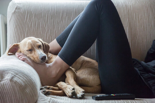 Dog sleeps on couch between the owner's legs