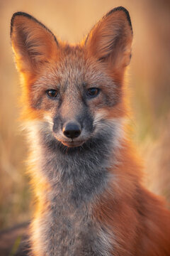 Fox portrait in sunset light