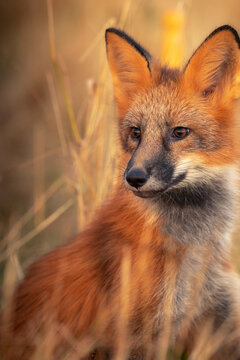 Fox portrait in sunset light