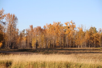 Fototapeta premium Edge Of Autumn Forest, Elk Island National Park, Alberta