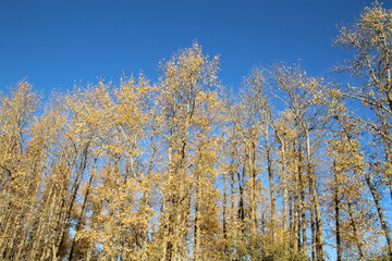 Hints Of Autumn Above, Elk Island National Park, Alberta