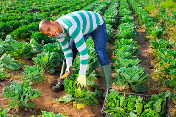 Successful hispanic farmer hand harvesting crop of savoy cabbage on farm field