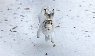 The best portrait of a hare in winter - 463753805