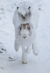 The best portrait of a hare in winter - 463753815