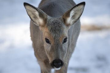 The best portrait of a forest roe deer - 463753818