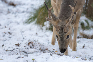 The best portrait of a forest roe deer