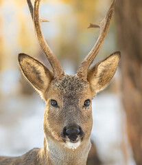 The best portrait of a forest roe deer - 463753832