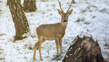 The best portrait of a forest roe deer - 463753838