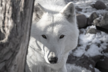 The best portrait of an Arctic wolf - 463753844