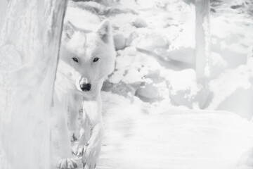 The best portrait of an Arctic wolf - 463753846