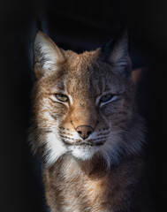 The best portrait of a forest lynx - 463753858