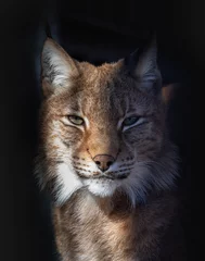 Foto op Plexiglas Lynx Het beste portret van een boslynx