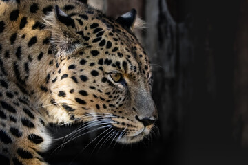 Fototapeta na wymiar The best portrait of a leopard