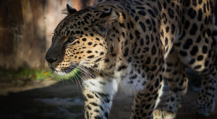 Obraz na płótnie Canvas The best portrait of a leopard