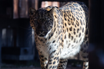 The best portrait of a leopard - 463753875