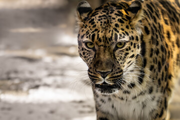 Fototapeta na wymiar The best portrait of a leopard