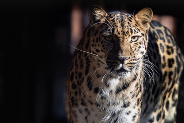 The best portrait of a leopard - 463753881