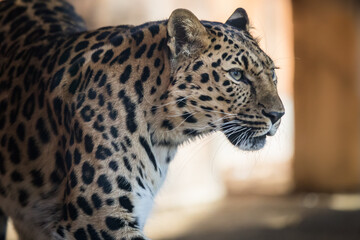 The best portrait of a leopard - 463753883