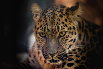 The best portrait of a leopard - 463753888
