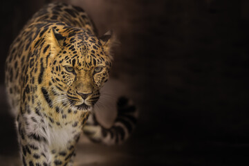 The best portrait of a leopard - 463753890