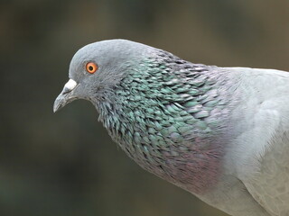 Rock pigeon