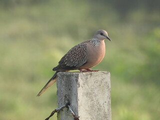 spotted dove