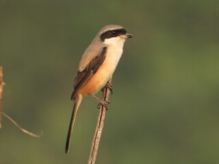 Long tailed shrike