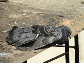 Rock pigeon