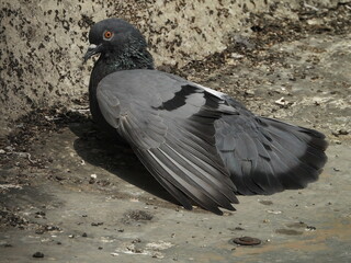 Rock pigeon