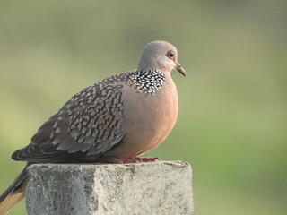 spotted dove