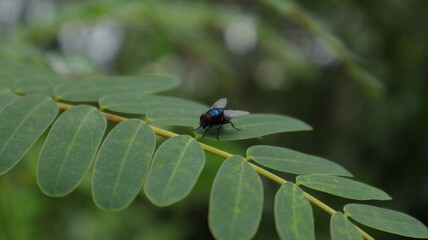 A blue bottle fly perched on top of a vegetable hummingbird leaflet