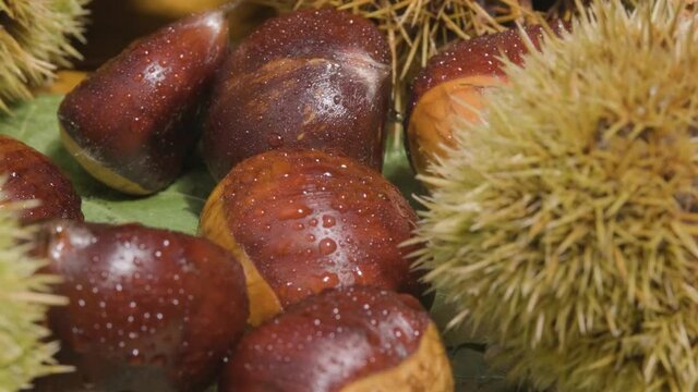 Chestnut fruit contained in very sharp spiny bur cupule
