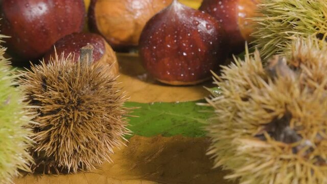 Close up view of shiny brown and marron chestnuts with water doplets