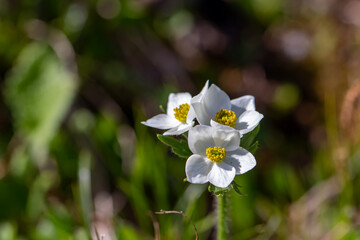 Anemonastrum narcissiflorum flower growing in mountains, close up